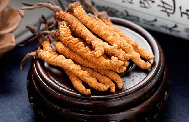 冬蟲夏草的營(yíng)養(yǎng)成分有哪些？好在哪里