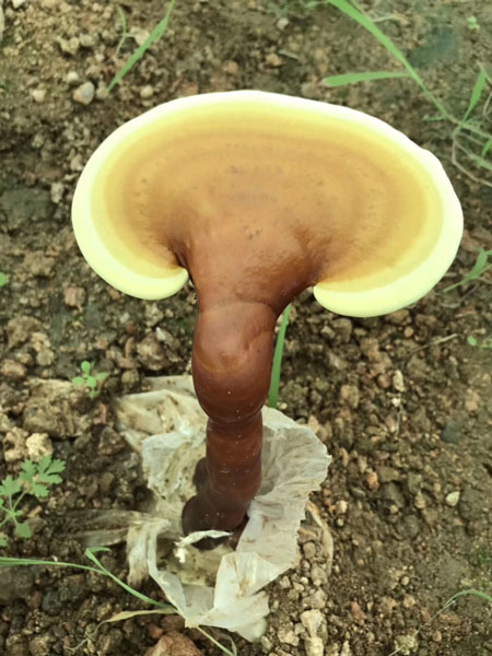 靈芝雖好，盡量不要和它們不能一起使用