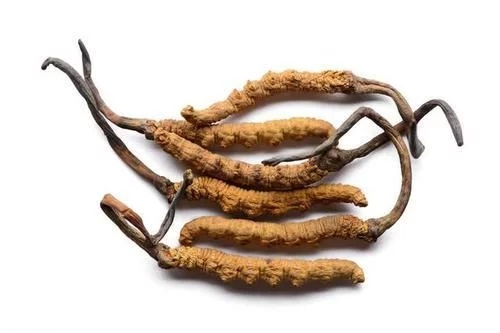 冬蟲夏草真的能抗癌嗎？